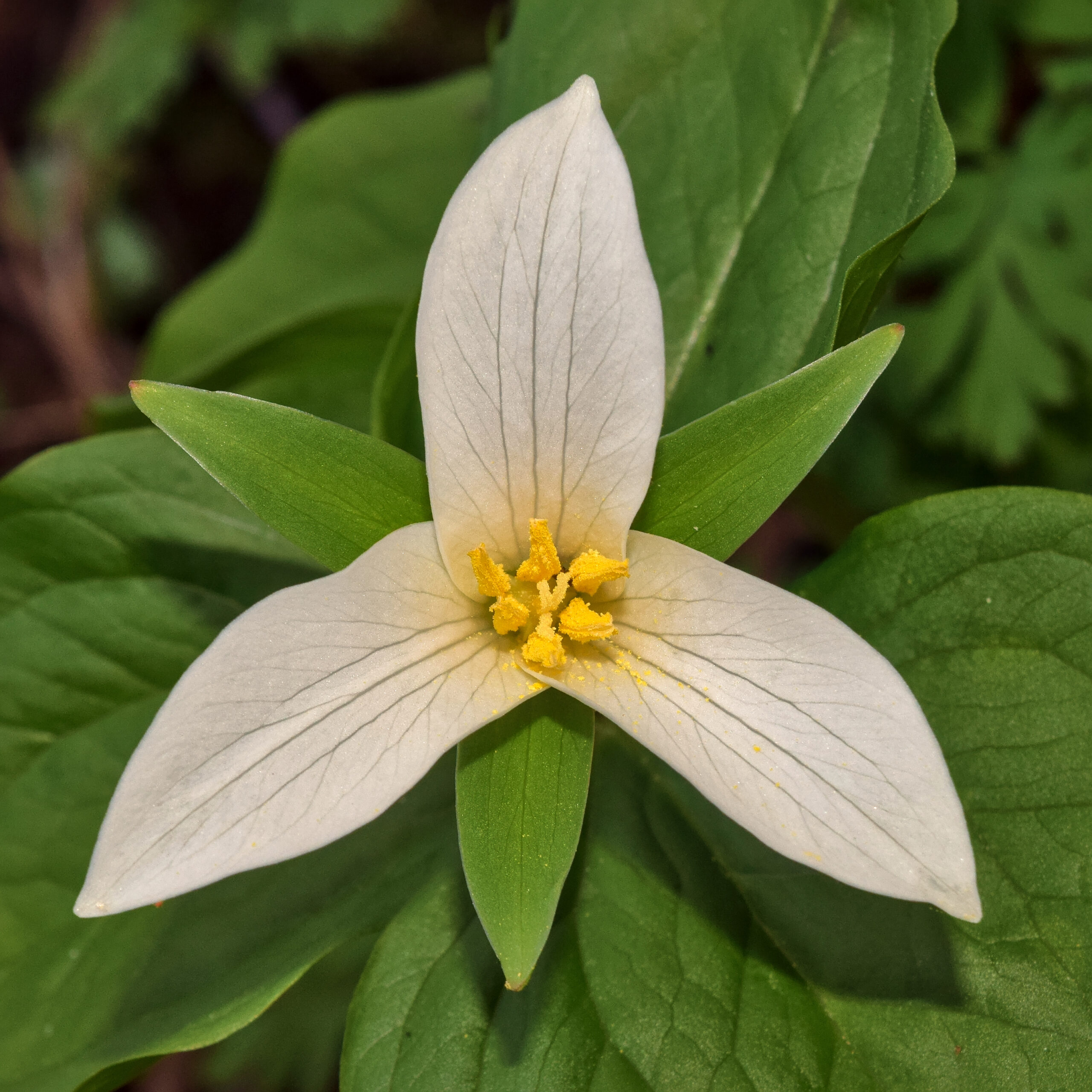 Trillium Flower